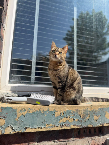 Beautiful female cat needs a loving home