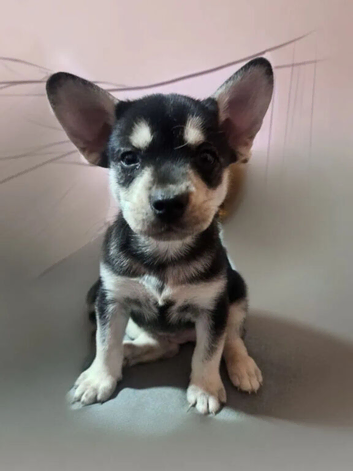 French bulldog X Siberian Husky