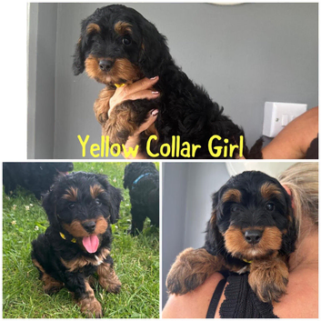 Stunning F1 cockapoo puppies READY NOW