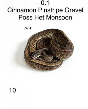 Various royal pythons for sale