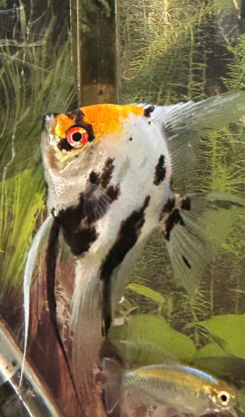 3 angel fish