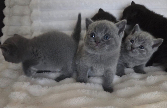 British shorthair kittens