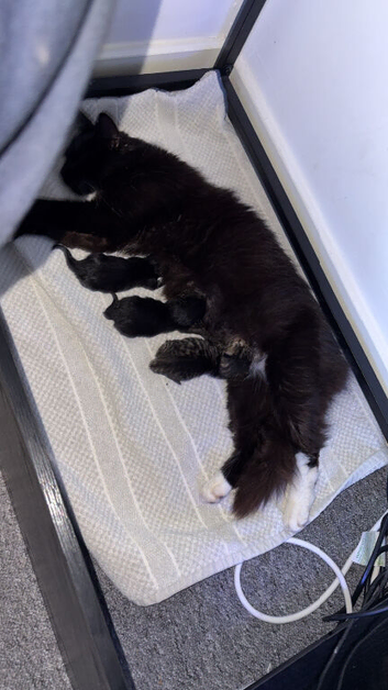 2 beautiful kittens ready September