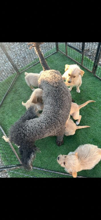 F1 labradoodle puppies