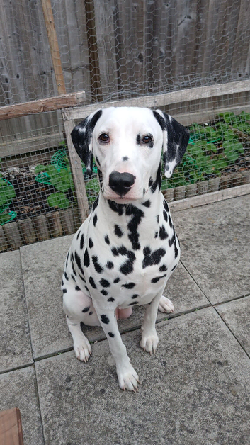 Nila the Dalmatian for sale