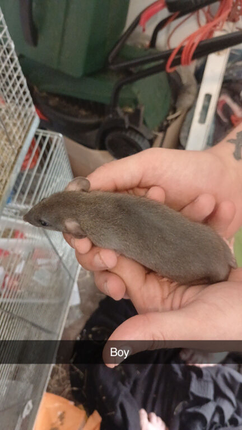 Dumbo and rex baby rats