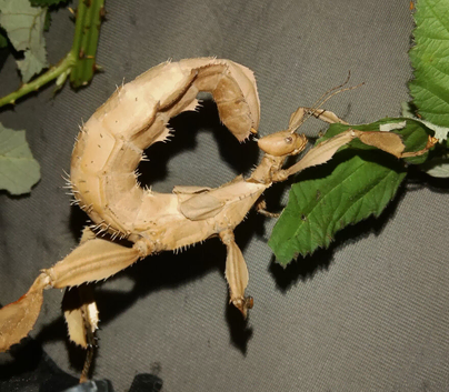 Macleays Spectre stick insect's Male & Female