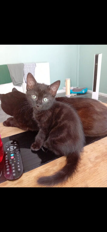 One 9 weeks old kittens looking for a lovely family