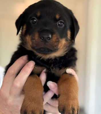 Rottweiler puppies