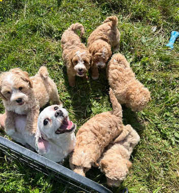 Cute Cavapoochon puppies