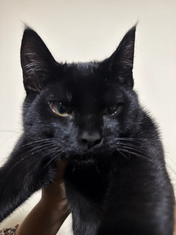BLACK BOMBAY CAT