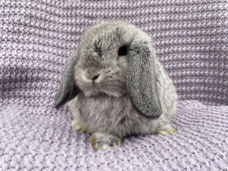 Mini lops