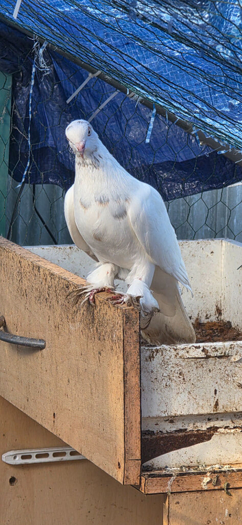 Best pigeon