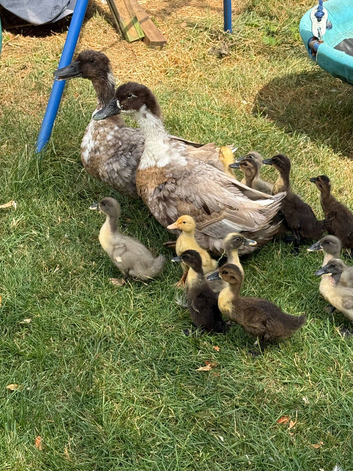 Blue Ducklings