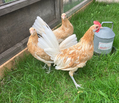 Trio of young Friesian Fowl
