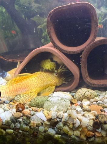 Albino bristlenose plecos
