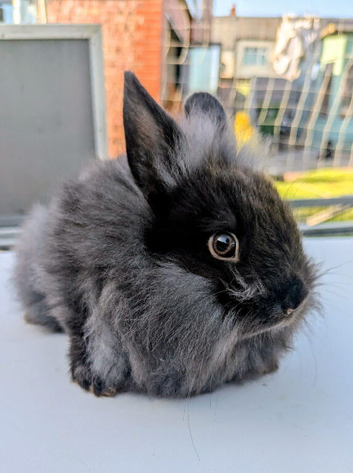 Dwarf Lionhead Bunny