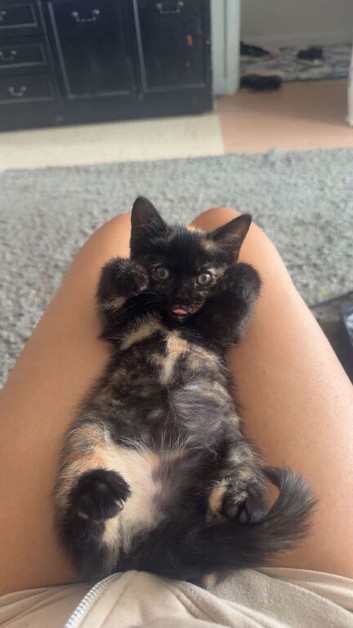 kitten for sale