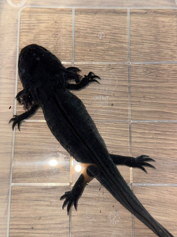 Black melanoid axolotl
