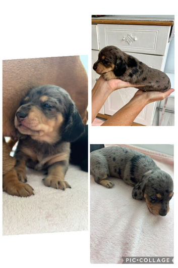 Miniature dachshund puppies for sale - ready after September 30th