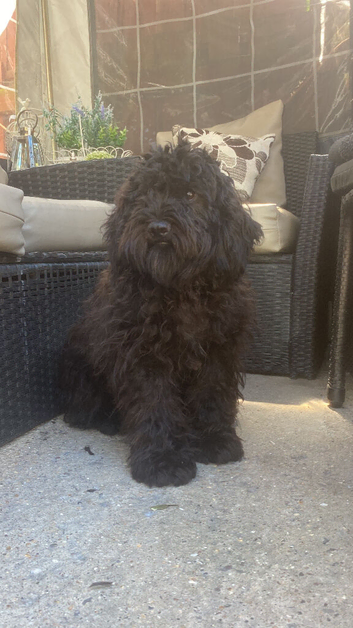 Poodle