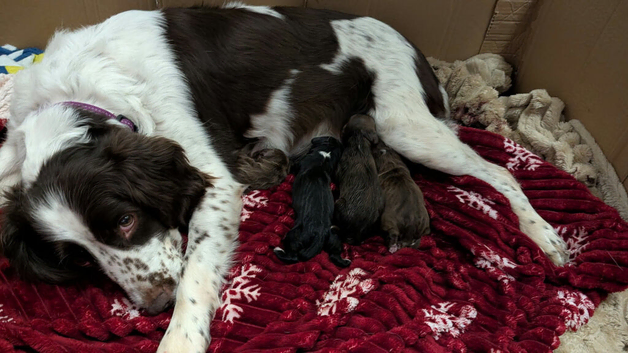 Sproodle baby boys