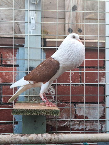Fancy pigeons for sale