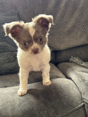 Chihuahua puppies