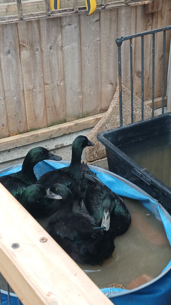 Male and 2 female cayuga ducks