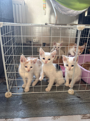Boy kittens for sale