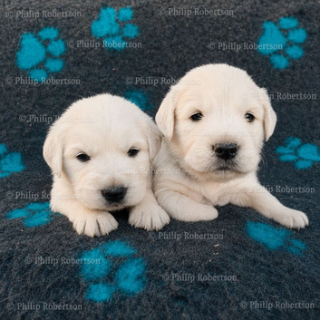 Chunky Cream Golden Retriever Puppies