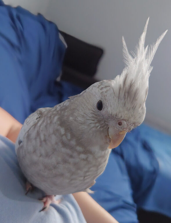 Hand reared hand tame female cockatiel