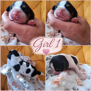 Tricolour  pups 1 girl 2 boys still available