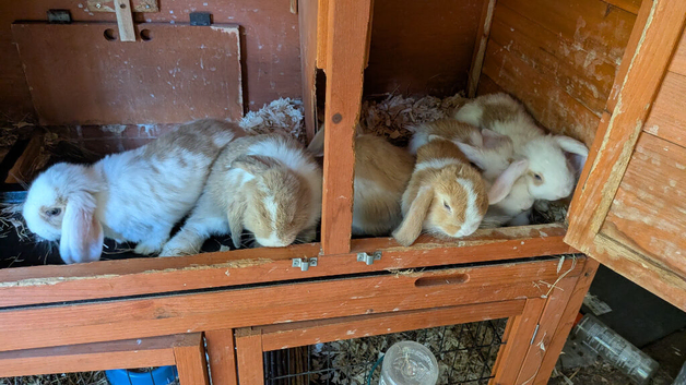 6 Baby mini lops for sale