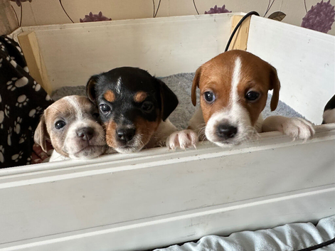 Jack Russell puppies