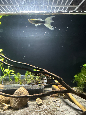 baby and adult guppies in Dunstable