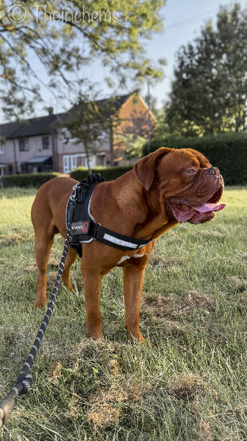 ODIN DOGUE DE BORDEAUX STUD