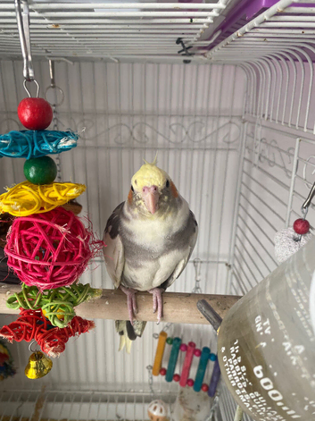 X2 cockatiel