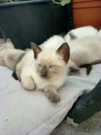 Siamese kittens ready in 7 weeks