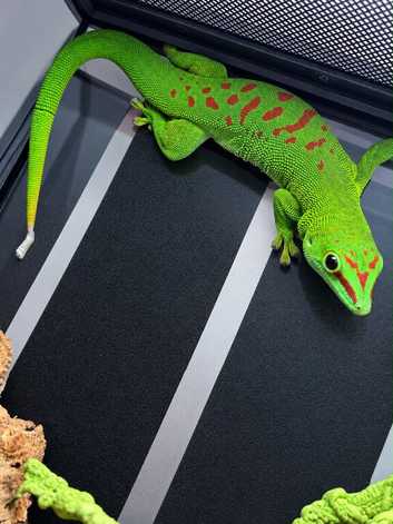 Madagascar gaint day gecko