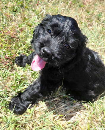 Fabulously Fluffy Cockalier-a-Poo Puppies &ndash; Ready Soon!
