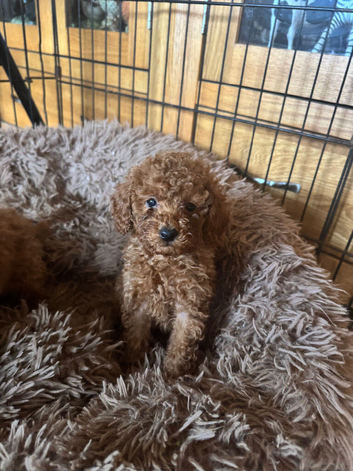 Toy poodles looking for their forever 5 star home