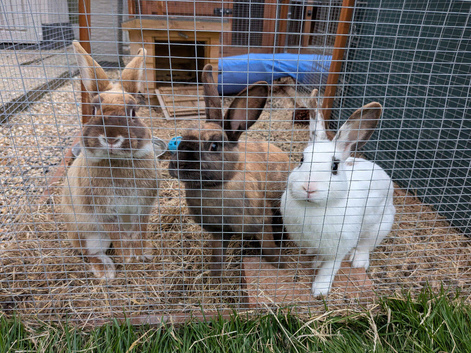 3 bonded bunnies