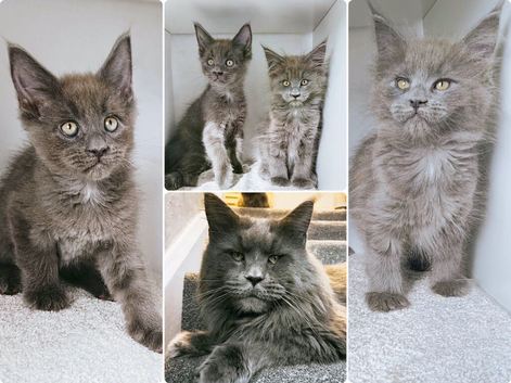 Ready now - Blue Maine coon kittens - DNA health tested parents