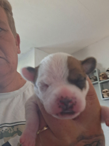 3 male jug puppies for sale