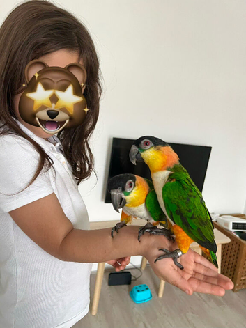 Ultra-Fun Pair of Black-Headed Caiques Seeking a Forever Home