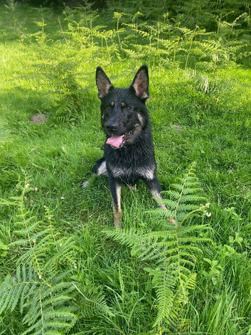Czech German Shepard