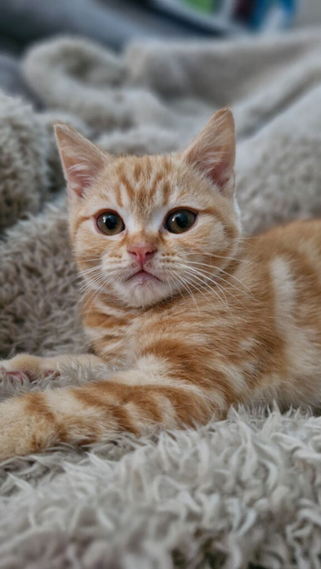 scottish fold kittens  READY FOR NEW HOMES