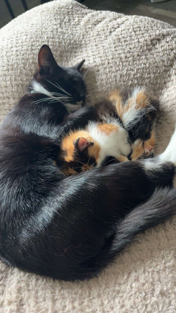 Beautiful calico kitten