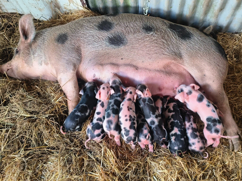 Piglets (TamworthPetrain) cross (BerkshireGlosteroldspot)